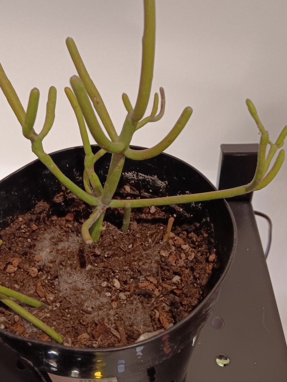 Fire Stickl Cactus